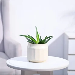 Aloe Vera Mini Plant