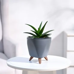 Aloe Vera Mini Plant