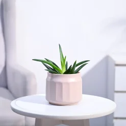 Aloe Vera Mini Plant