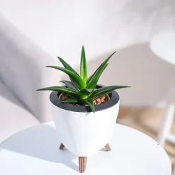 Aloe Vera Mini Plant