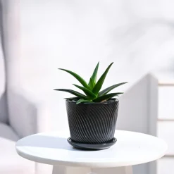 Aloe Vera Mini Plant