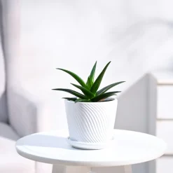 Aloe Vera Mini Plant