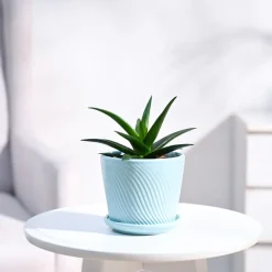 Aloe Vera Mini Plant