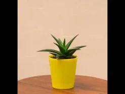 Aloe Vera Mini Plant
