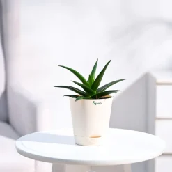 Aloe Vera Mini Plant