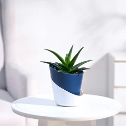 Aloe Vera Mini Plant