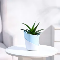 Aloe Vera Mini Plant