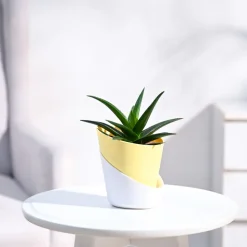 Aloe Vera Mini Plant