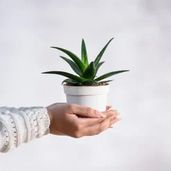 Aloe Vera Mini Plant