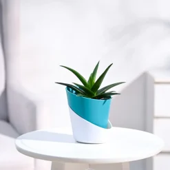 Aloe Vera Mini Plant