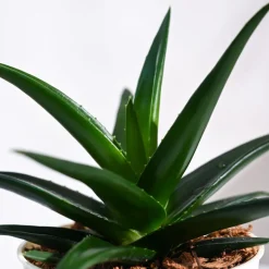 Aloe Vera Mini Plant