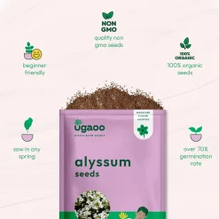 Alyssum Seeds