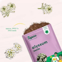 Alyssum Seeds