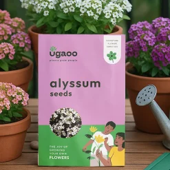 Alyssum Seeds