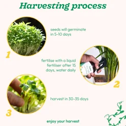 Amaranth Seeds (Chawli Bhaji)