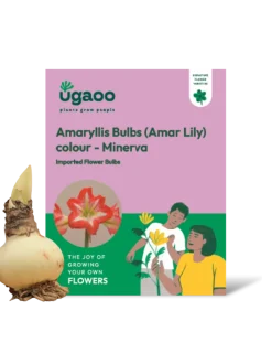 Amaryllis (Amar lily) Flower Bulb - Minerva