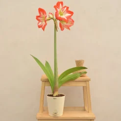 Amaryllis (Amar lily) Flower Bulb - Minerva