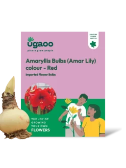 Amaryllis (Amar lily) flower bulb - Red