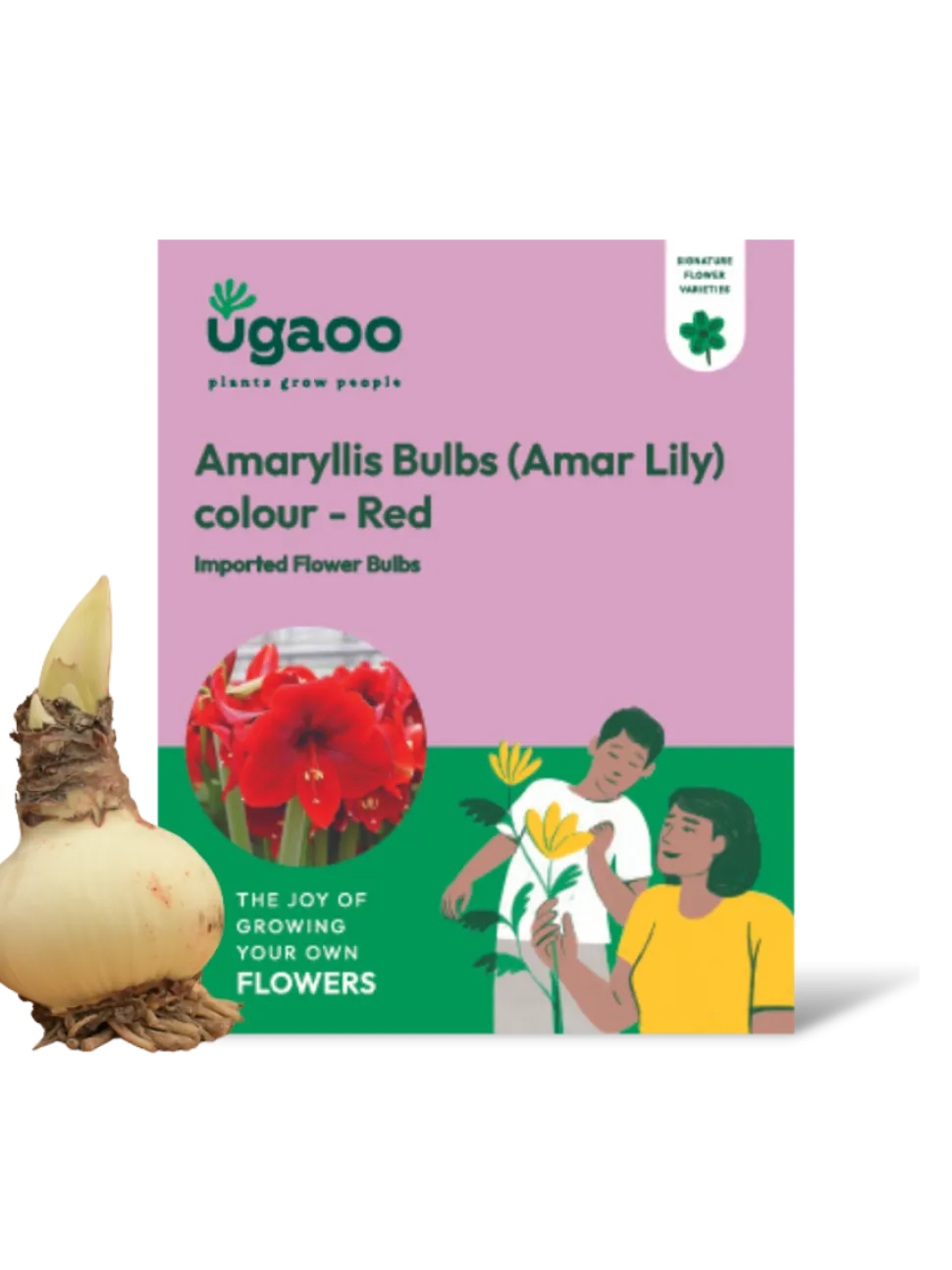 Amaryllis (Amar lily) flower bulb - Red