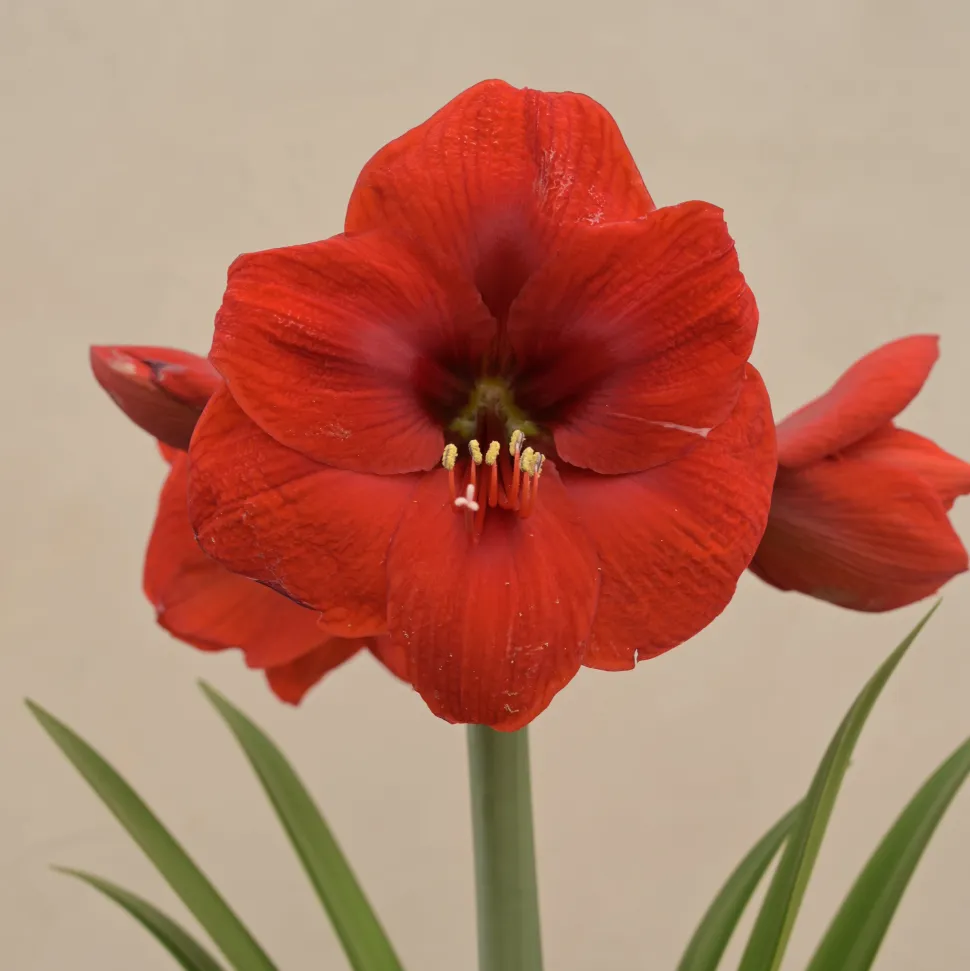Amaryllis (Amar lily) flower bulb - Red