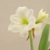 Amaryllis (Amar lily) flower bulb - White