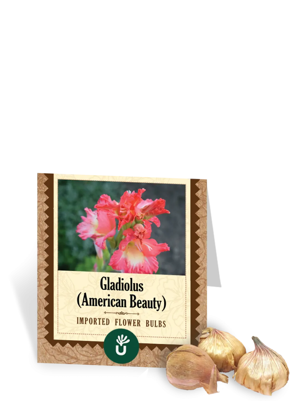 American Beauty Gladiolus Bulbs