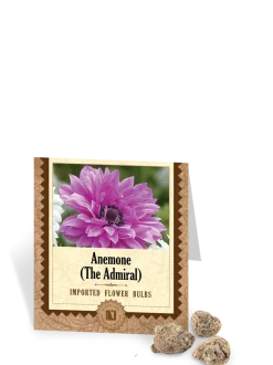 Anemone The Admiral Bulbs