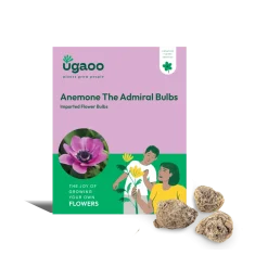 Anemone The Admiral Bulbs
