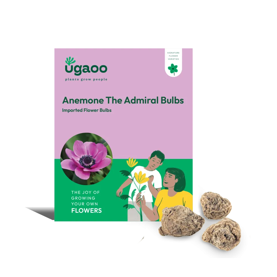 Anemone The Admiral Bulbs