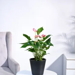 Anthurium Livium Plant