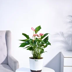 Anthurium Livium Plant