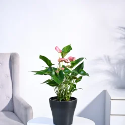 Anthurium Livium Plant