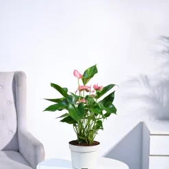 Anthurium Livium Plant