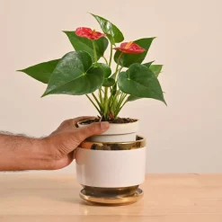 Anthurium Red Plant