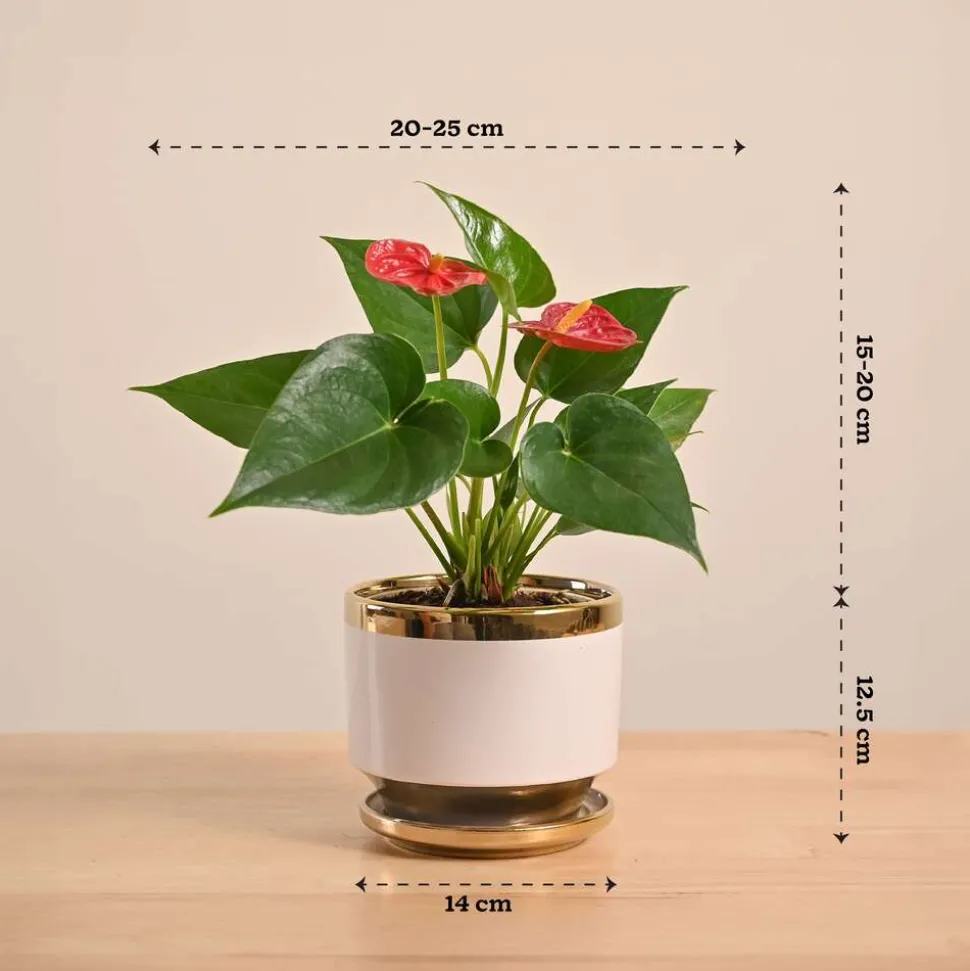 Anthurium Red Plant