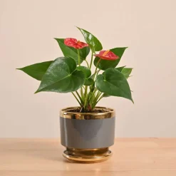 Anthurium Red Plant