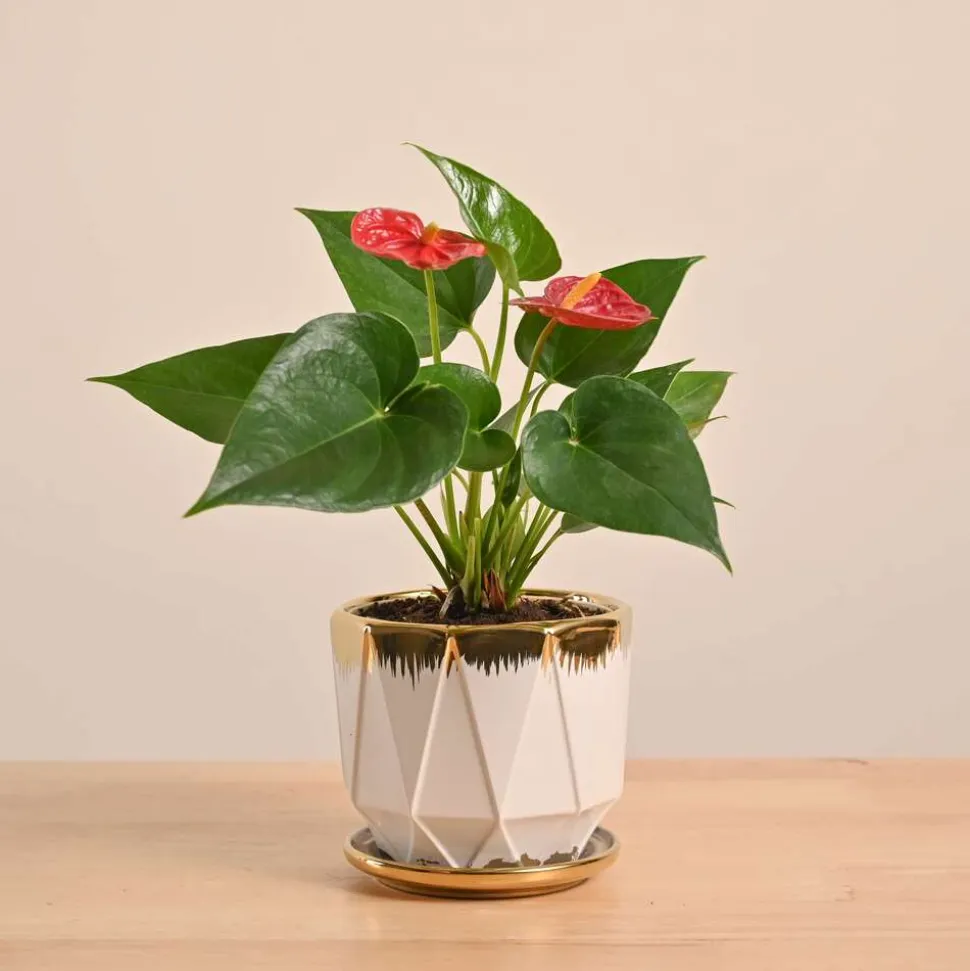 Anthurium Red Plant