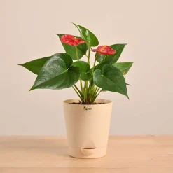 Anthurium Red Plant