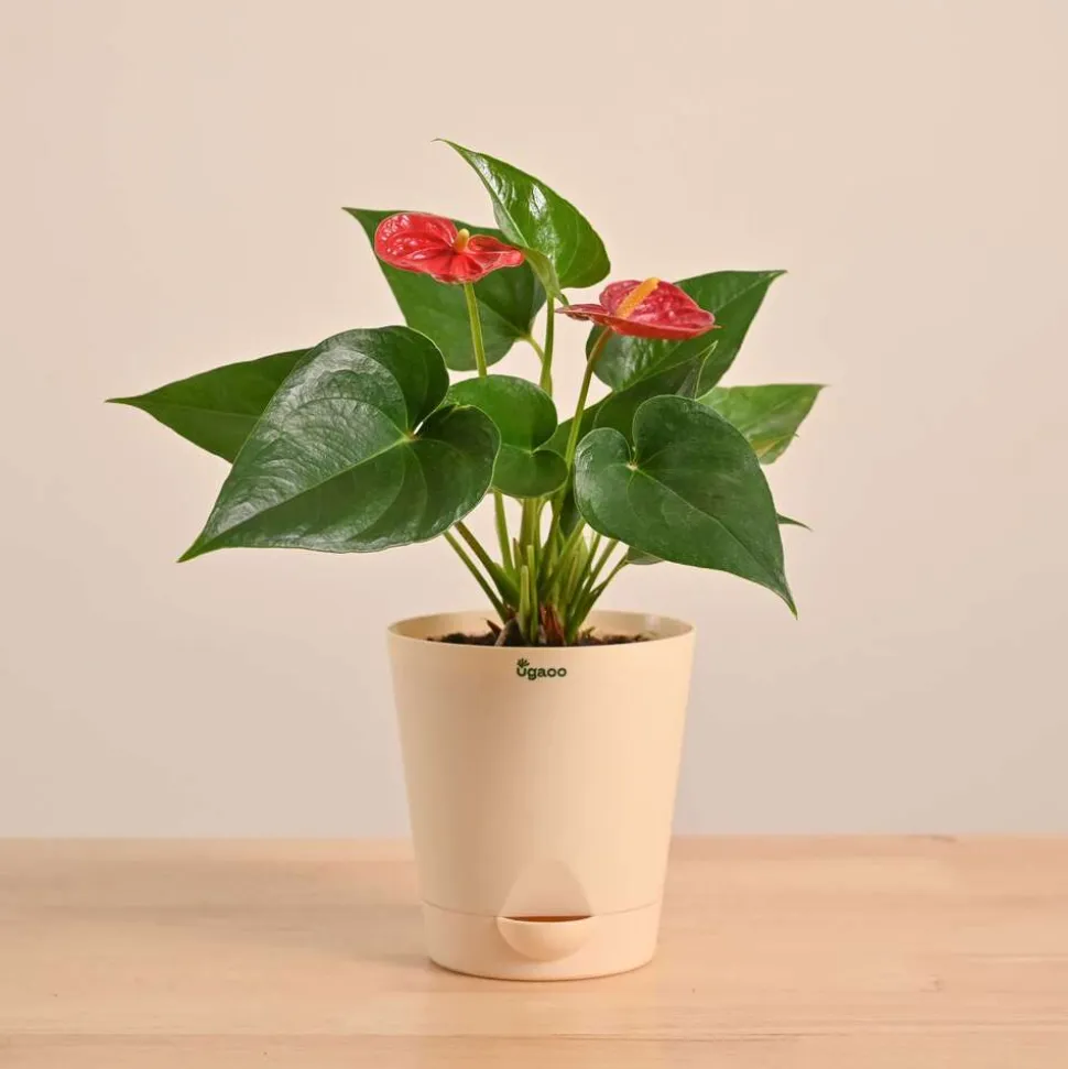 Anthurium Red Plant