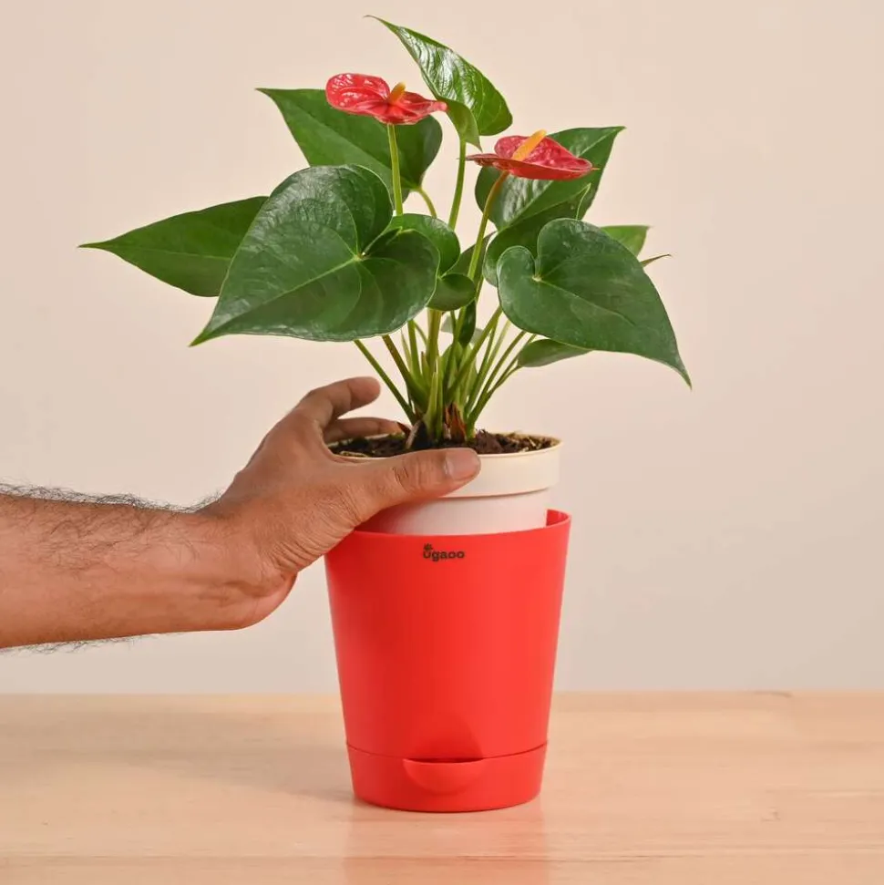 Anthurium Red Plant