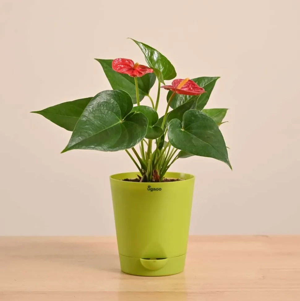 Anthurium Red Plant