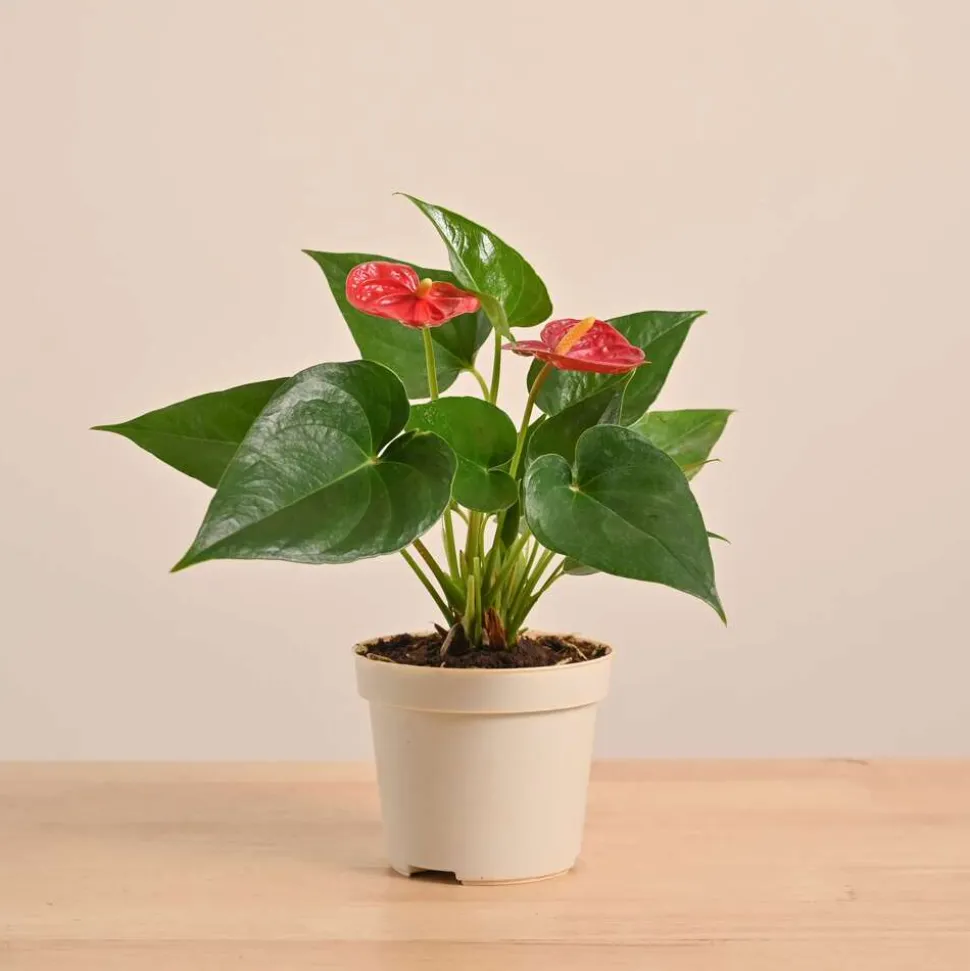 Anthurium Red Plant
