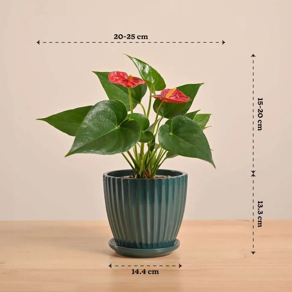 Anthurium Red Plant