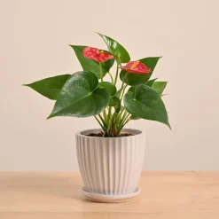 Anthurium Red Plant