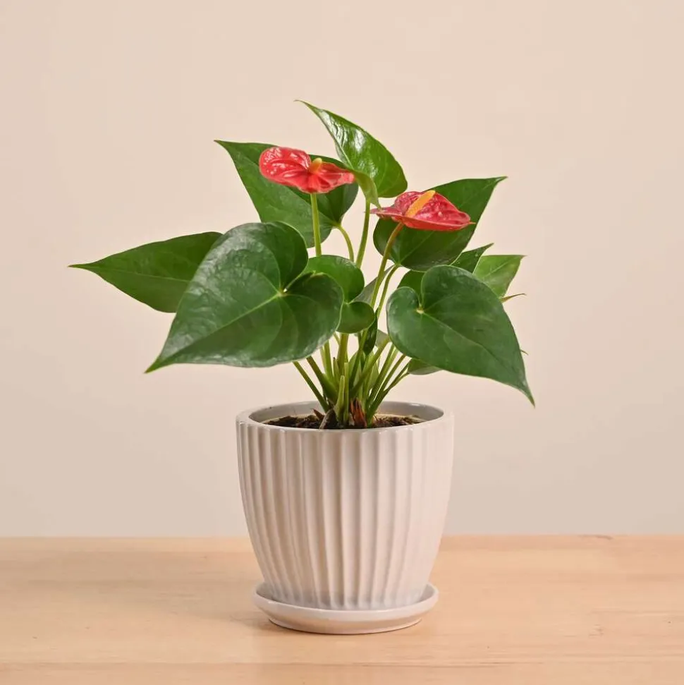 Anthurium Red Plant