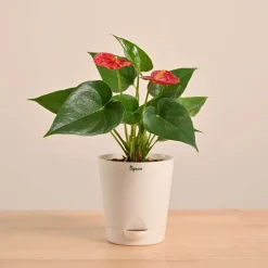 Anthurium Red Plant