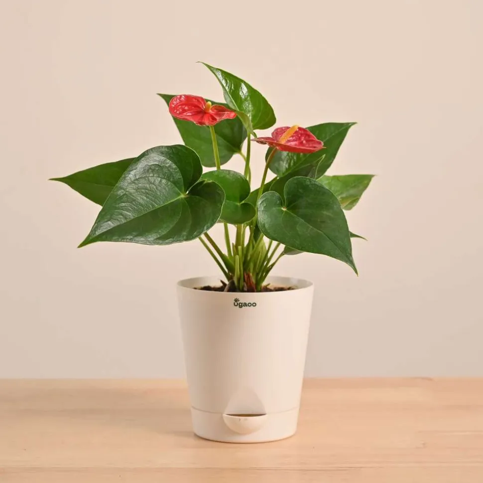 Anthurium Red Plant