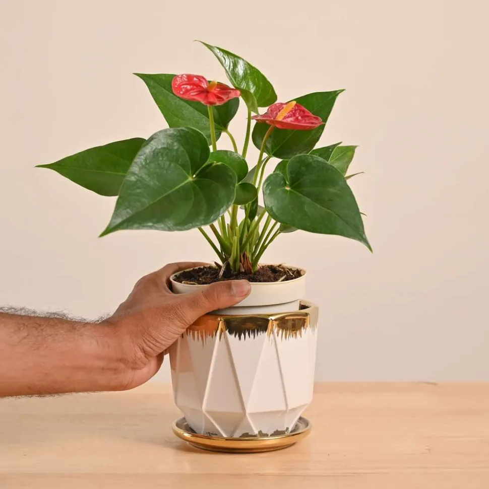 Anthurium Red Plant