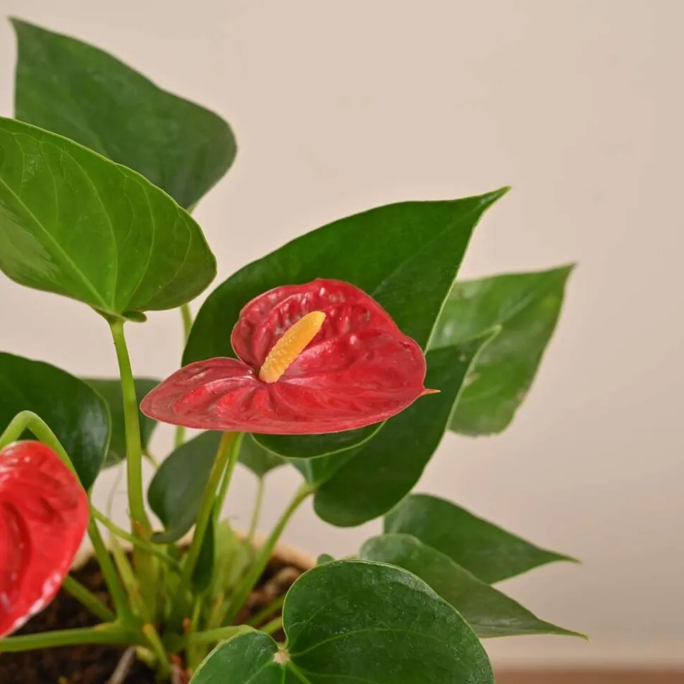 Anthurium Red Plant