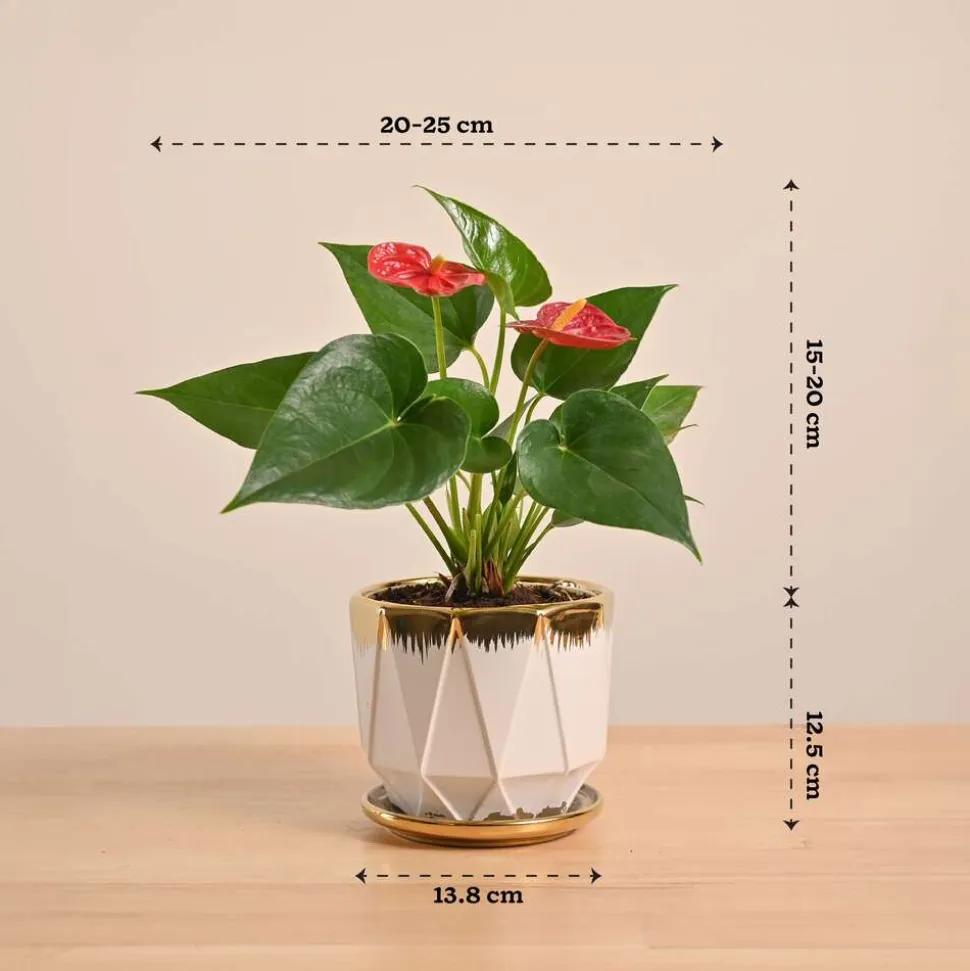 Anthurium Red Plant